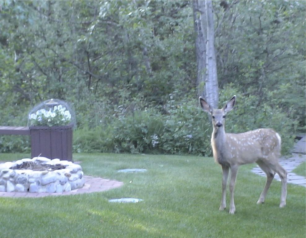 Redwood Meadows Bed And Breakfast Bragg Creek Экстерьер фото